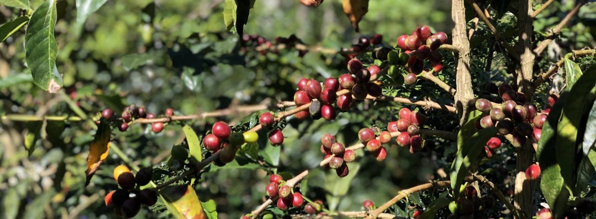 Joe Bean Costa Rica Finca Las Torres Natural Process - Image 5